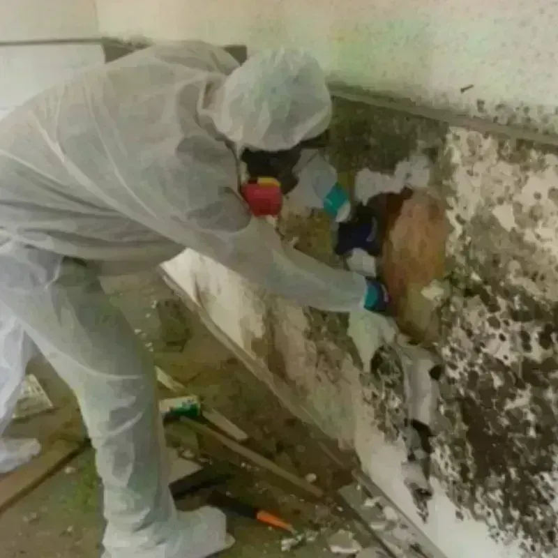 Mold Remediation and Removal in Punaluu, HI